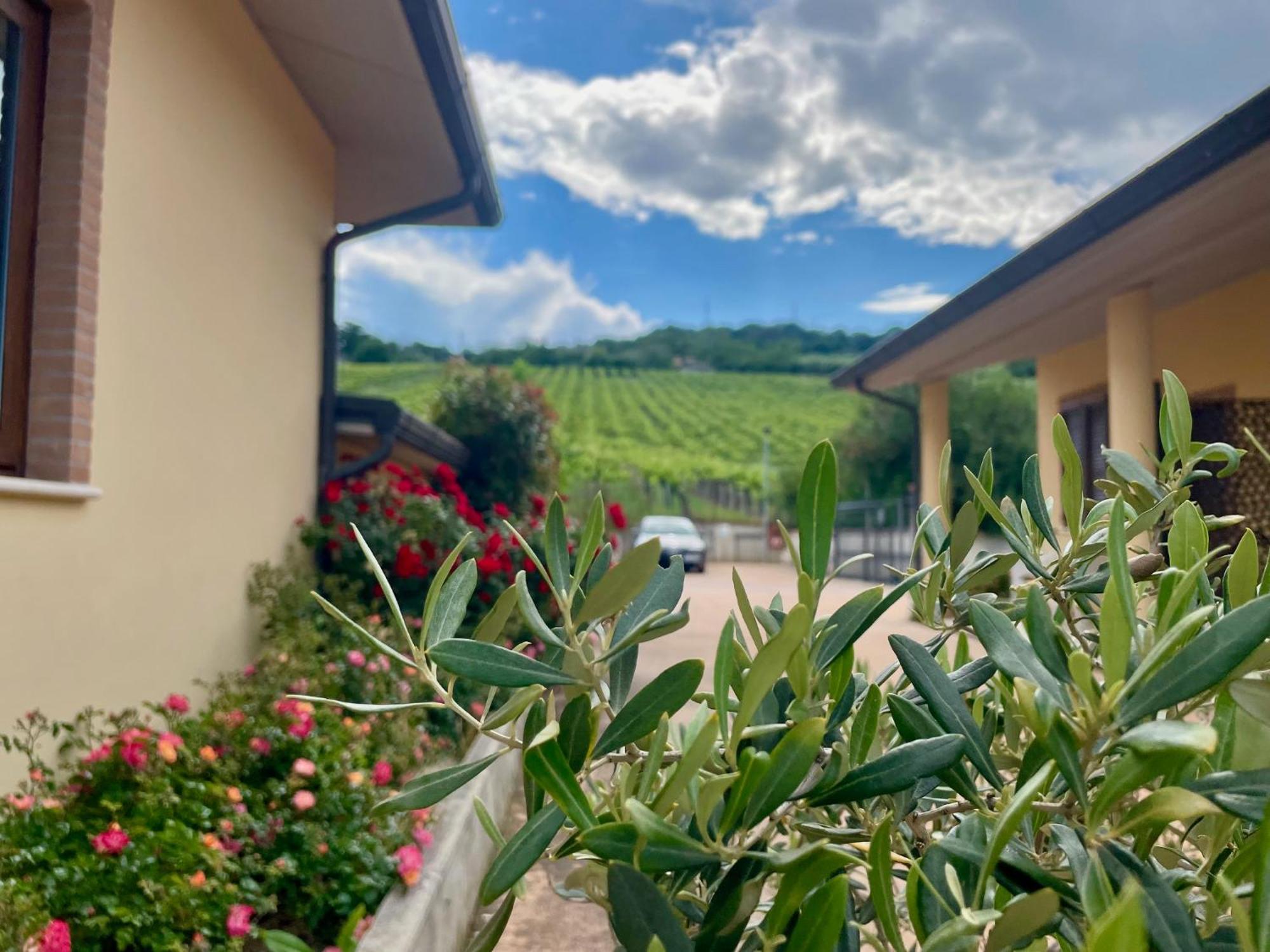 Vigneto - Italian Restaurant & B&B Villa Rosa Di Martinsicuro Esterno foto